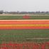 Tulip Flowerfields Tulip Flowerfields and Keukenhof Garden Tour from Amsterdam