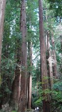 Giant Redwoods Muir Woods, Giant Redwoods and Sausalito
