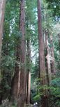 Muir Woods, Giant Redwoods and Sausalito