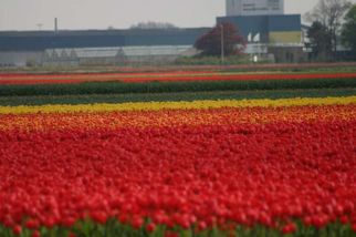 Tulip Fields Tulip Flowerfields and Keukenhof Garden Tour from Amsterdam