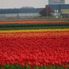 Tulip Fields Tulip Flowerfields and Keukenhof Garden Tour from Amsterdam