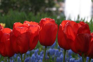 Tulips Tulip Flowerfields and Keukenhof Garden Tour from Amsterdam