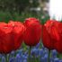 Tulips Tulip Flowerfields and Keukenhof Garden Tour from Amsterdam