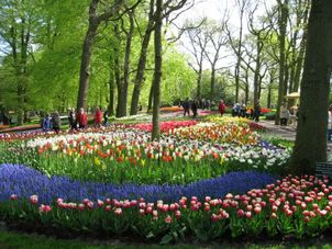 Keukenhof Gardens Tulip Flowerfields and Keukenhof Garden Tour from Amsterdam
