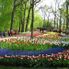 Keukenhof Gardens Tulip Flowerfields and Keukenhof Garden Tour from Amsterdam