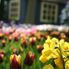 Flowers Tulip Flowerfields and Keukenhof Garden Tour from Amsterdam