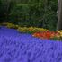 More Tulips Tulip Flowerfields and Keukenhof Garden Tour from Amsterdam