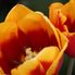 Tulip Close-up Tulip Flowerfields and Keukenhof Garden Tour from Amsterdam