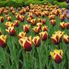 Two-Tone Tulips Tulip Flowerfields and Keukenhof Garden Tour from Amsterdam