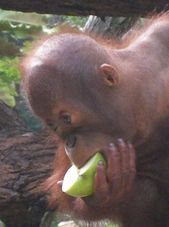 Fruit for breakfast Morning at the Singapore Zoo with optional Jungle Breakfast with Orangutans