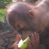 Fruit for breakfast Morning at the Singapore Zoo with optional Jungle Breakfast with Orangutans
