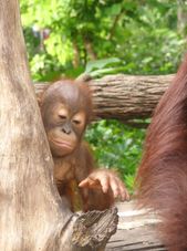 Baby Orangutan Morning at the Singapore Zoo with optional Jungle Breakfast with Orangutans