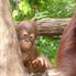 Baby Orangutan Morning at the Singapore Zoo with optional Jungle Breakfast with Orangutans