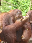Morning at the Singapore Zoo with optional Jungle Breakfast with Orangutans