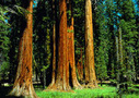 San Francisco tours, sightseeing, San Francisco things to do