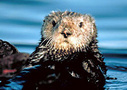 San Francisco tours, sightseeing, San Francisco things to do