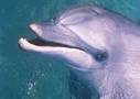 4-day Monkey Mia 4WD Dolphin Adventure from Perth