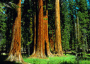 San Francisco tours, attractions and things to do