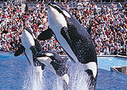 Sea World San Diego