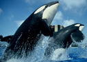Southern California Theme Park tours and tickets