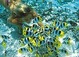 Tours and activities in Tahiti