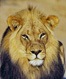 Kruger National Park tour