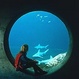 Tampa tours, attractions & activities