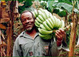 Jamaica tours and activities
