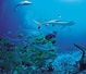 Moorea Motu Excursion wit hShark and Ray Feeding