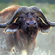 Kenya safaris, Kenya tours