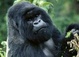 Uganda tours, attractions and safaris