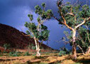 Alice Springs Tours, Activities and Sightseeing