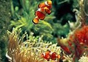 Sydney Darling Harbour Aquarium VIP Guided Tour