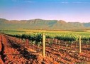 Hunter Valley Tours from Sydney
