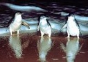 Phillip Island tours