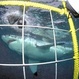 Scuba Dive or Snorkel with Great White Sharks