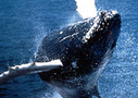 Boston Whale Watching Cruise