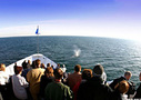 San Diego Whale Watching Expedition Cruise