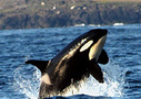 Whale Watching from Friday Harbor