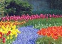 Keukenhof Gardens in Amsterdam
