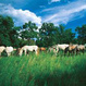 Lipica Stud Farm and Skocjan Caves Tour from Bled