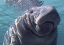 Swim with Manatees at Crystal River