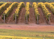 Perth Wine Tours Margaret River Wineries