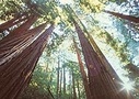 San Francisco Wine & Woods Tours