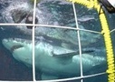 Scuba Dive or Snorkel with Great White Sharks