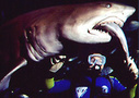 Shark Diving Xtreme in Sydney