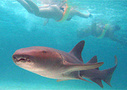 Marinarium Shark and Ray Experience from Punta Cana