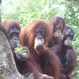 Morning at the Singapore Zoo with optional Jungle Breakfast with Orangutans