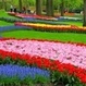 Tulip Flowerfields and Keukenhof Garden Tour from Amsterdam