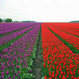 Amsterdam Day Trip